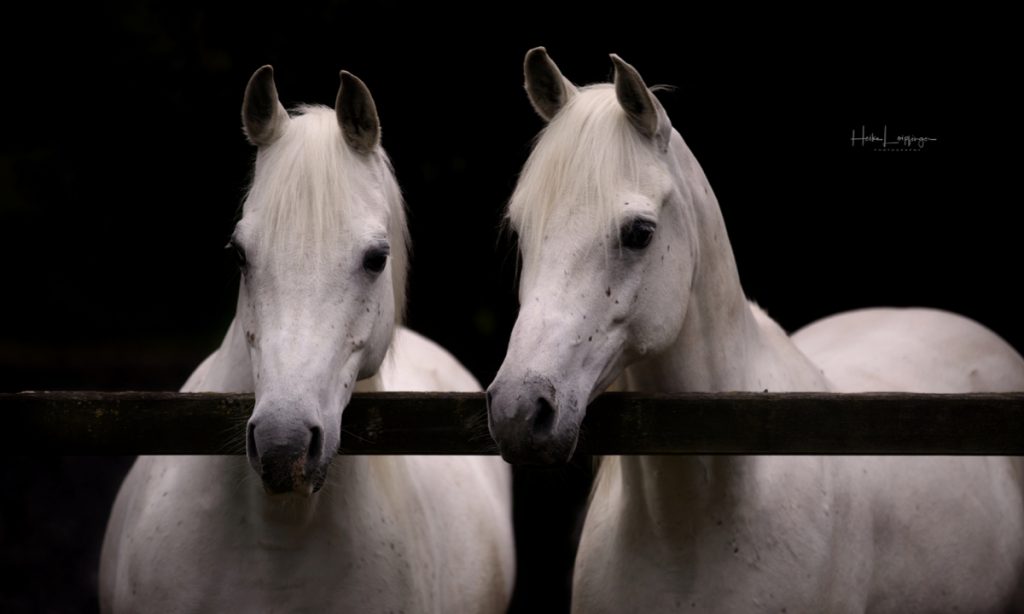 Tierfotografie Pferd Araber Aspach