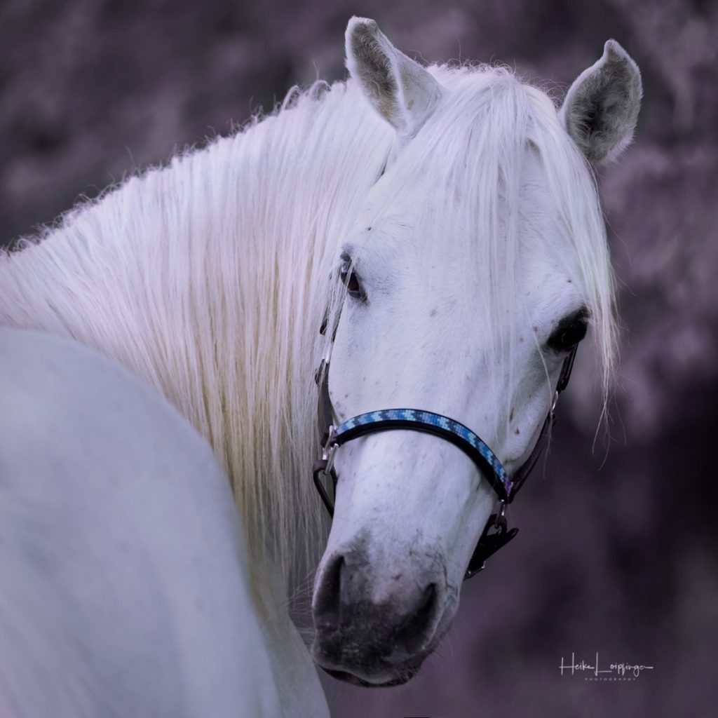 Tierfotografie Pferd Backnang