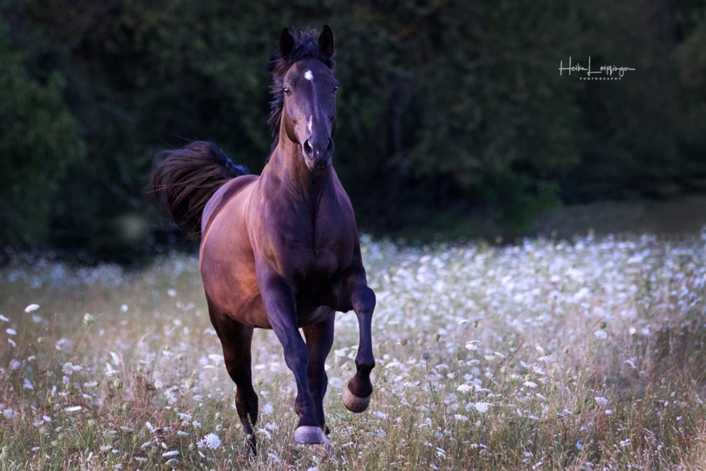 Tierfotografie Pferd Koppel Vaihingen