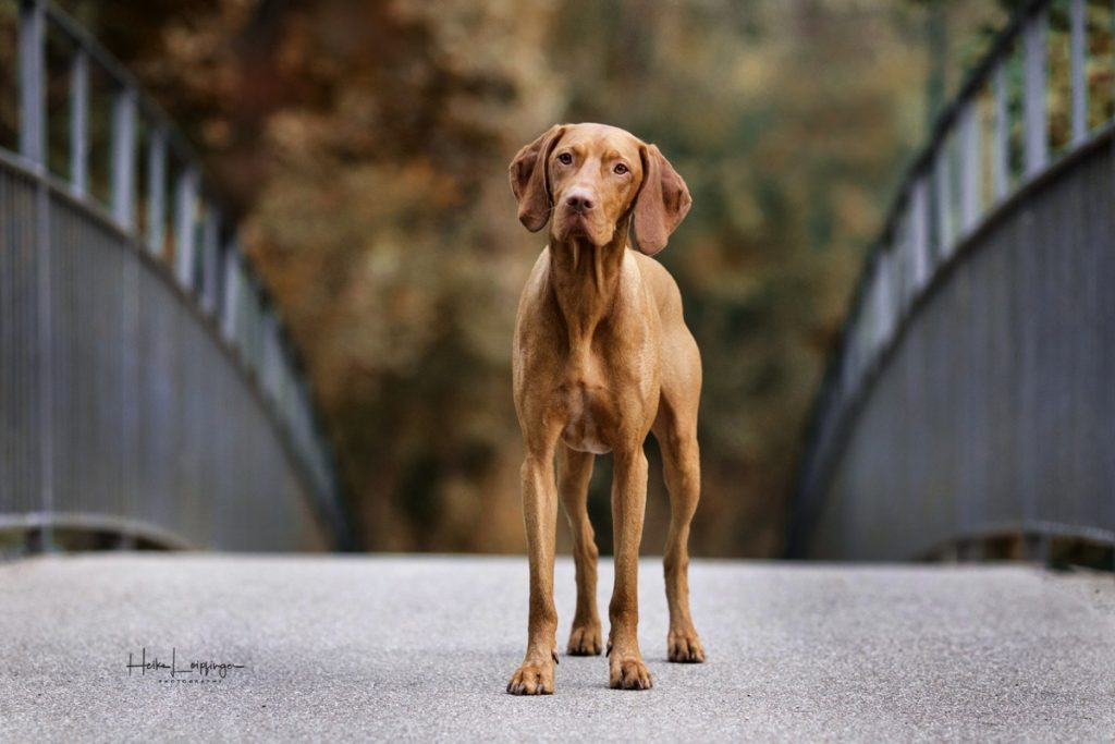 Tierfotografie Hund Brücke