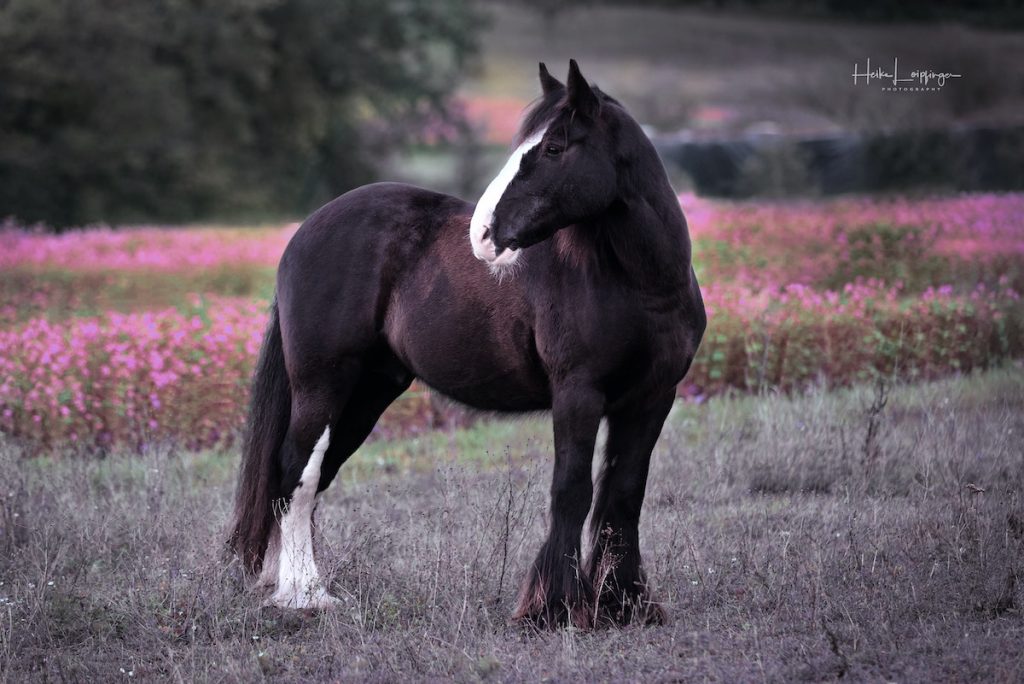 Tierfotografie Pferd Illingen