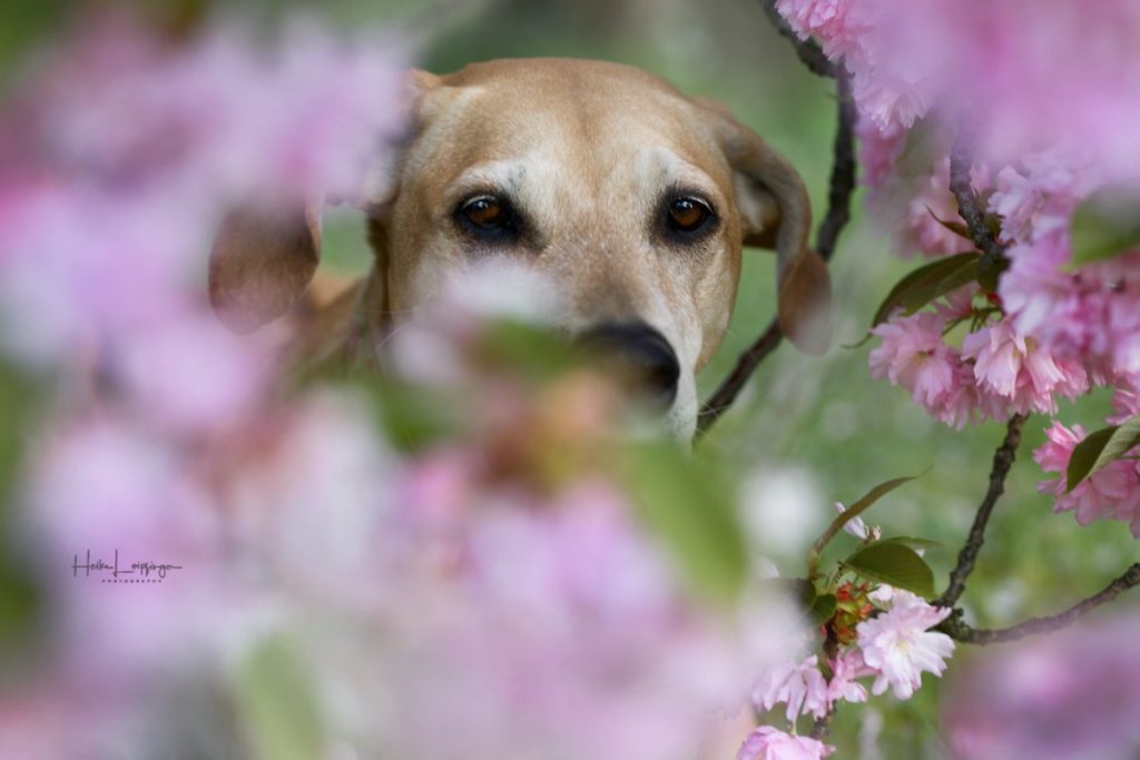 Tierfotografie Kirschblüten Hund