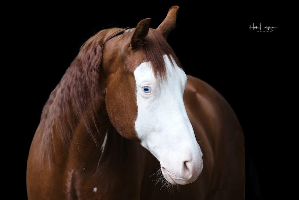 Tierfotografie Pferd blaue Augen