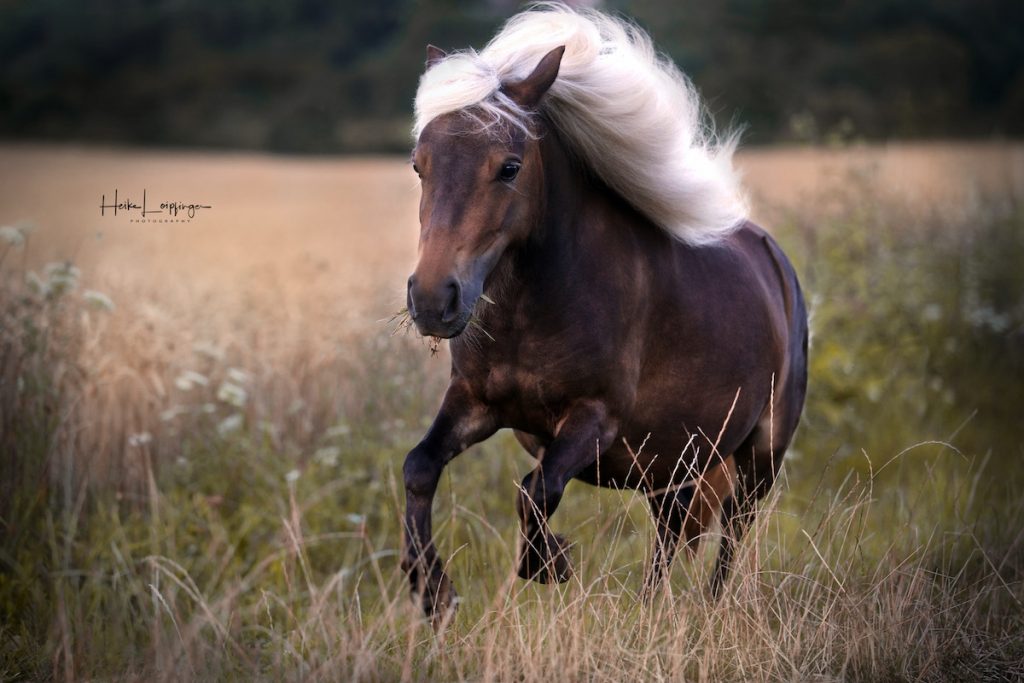 Tierfotografie Shettland Pony in Bewegung